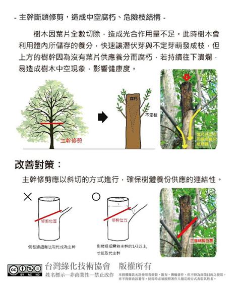 不良枝|桃園市樹木修剪維護作業參考原則